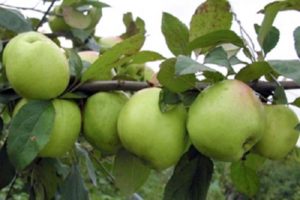 Obuolių veislės „Sokolovskoye“ charakteristikos, vaisių aprašymas, derlius ir žiemos atsparumas