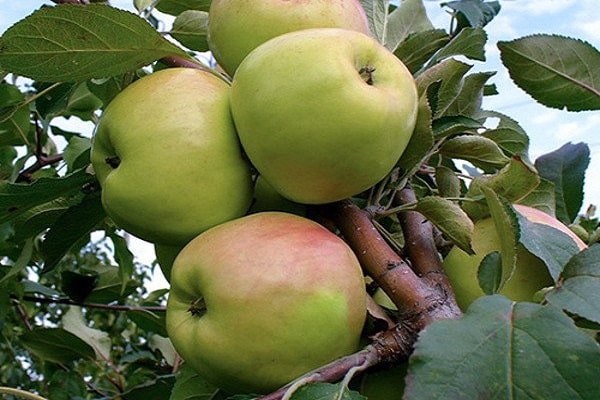äppelträd sokolovskoe