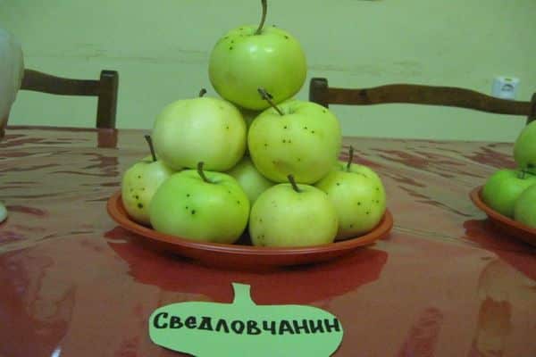 appelboom sverdlovsk