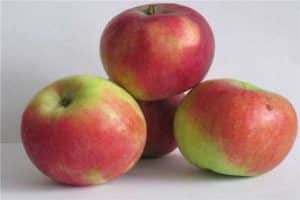 Opis jablone Uspenskoe a vlastnosti, výhody a nevýhody