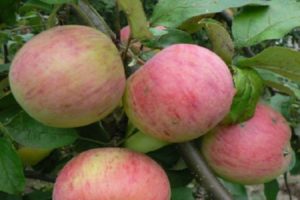 Beskrivning av Vityaz äpplesort och smakegenskaper hos frukter, utbyte