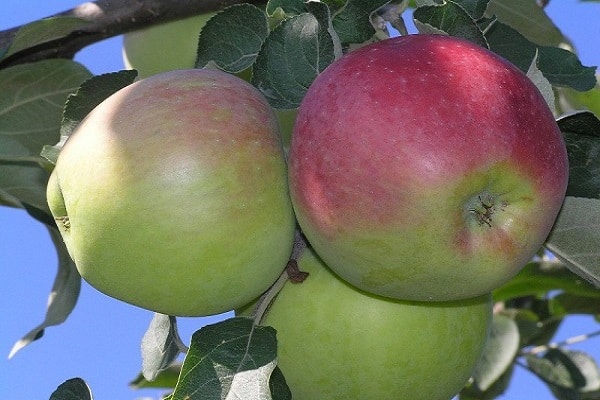 az almafák hasznosak