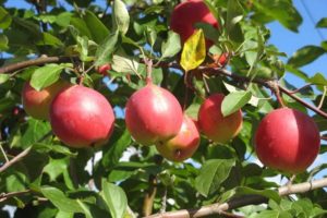 Beskrivning av Vympel-äpplesorten, dess fördelar och nackdelar
