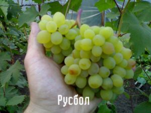 Beskrivning och egenskaper hos Rusbol-druvsorten, sorter, reproduktionsmetoder och vård