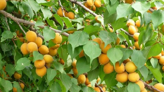 Khabarovsk aprikos