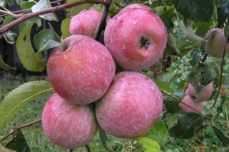 jablko welsey