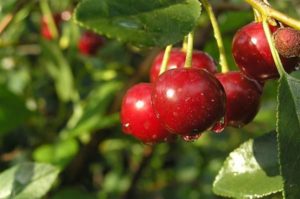Vyšnių veislių Malinovka, geriausiuose auginimo regionuose, aprašymas ir savybės