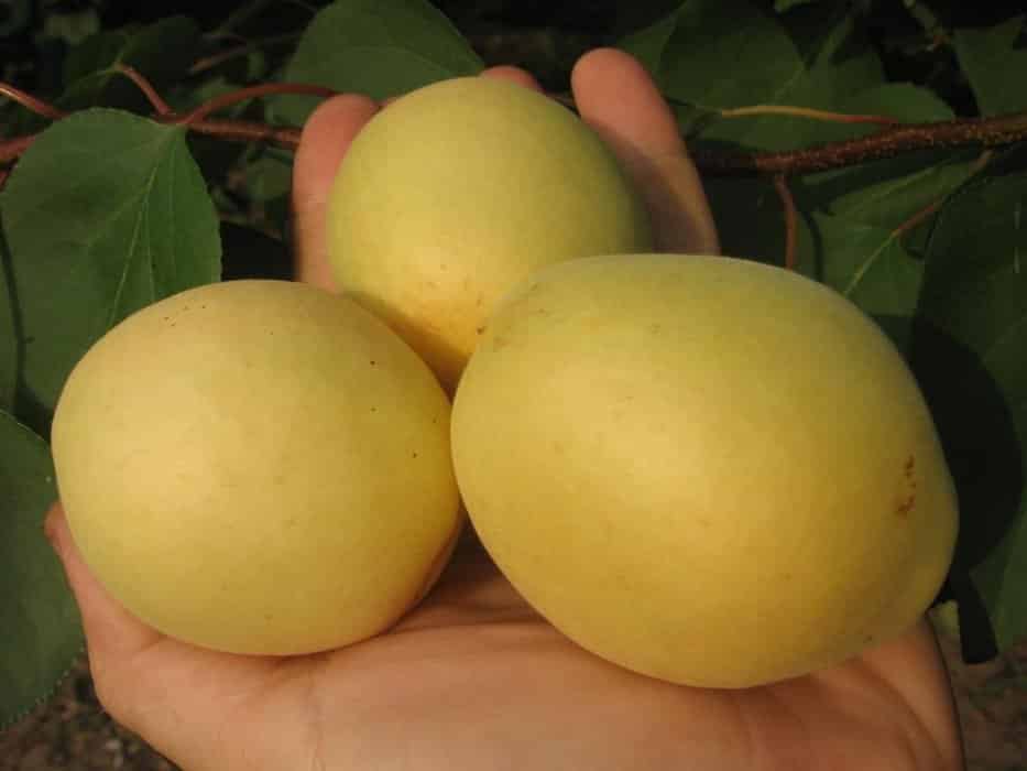 aprikos variation citron