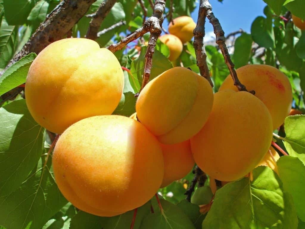 Khabarovsk aprikos
