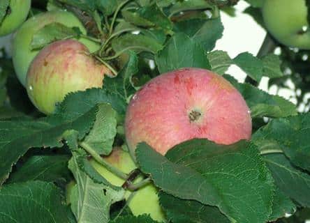 æble træ spartacus