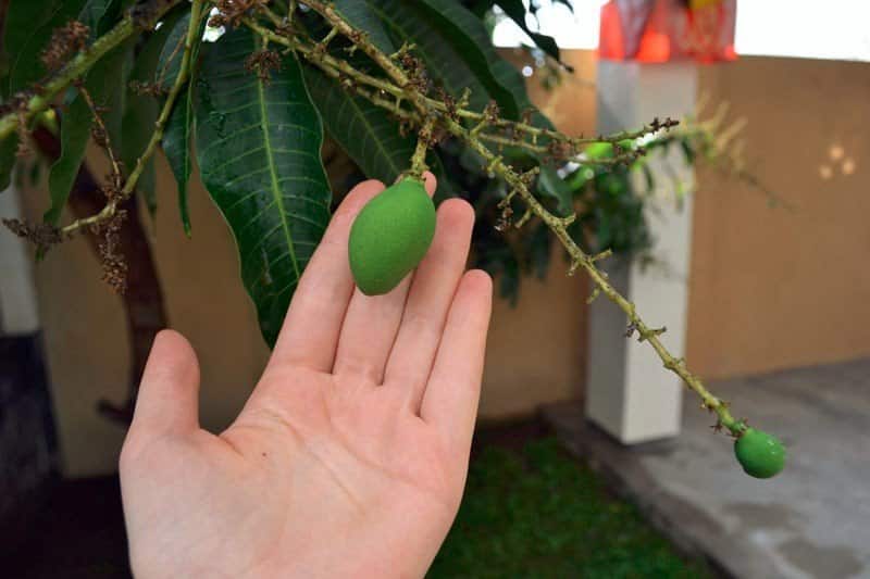 rastúce mango