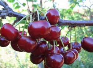 Beskrivning av den skarlakansröda körsbärsorten, avkastningsegenskaper och odlingsegenskaper