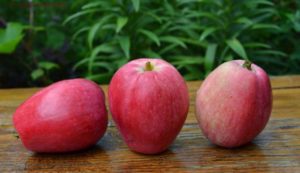 Huvudsakliga egenskaper och beskrivning av den sommarstripade äpplesorten, underarter och deras distribution i regionerna
