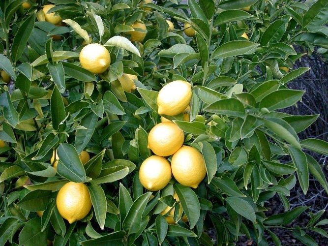 citrom metszés