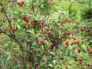Beskrivning och egenskaper för variationen av körsbär Amorelrosa, historia och odlingsregler