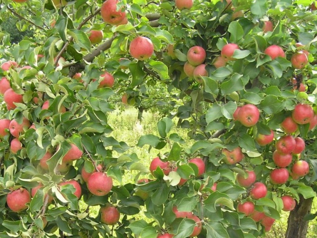 јабука Зхигулевское