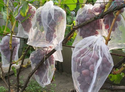 bescherming van druiven
