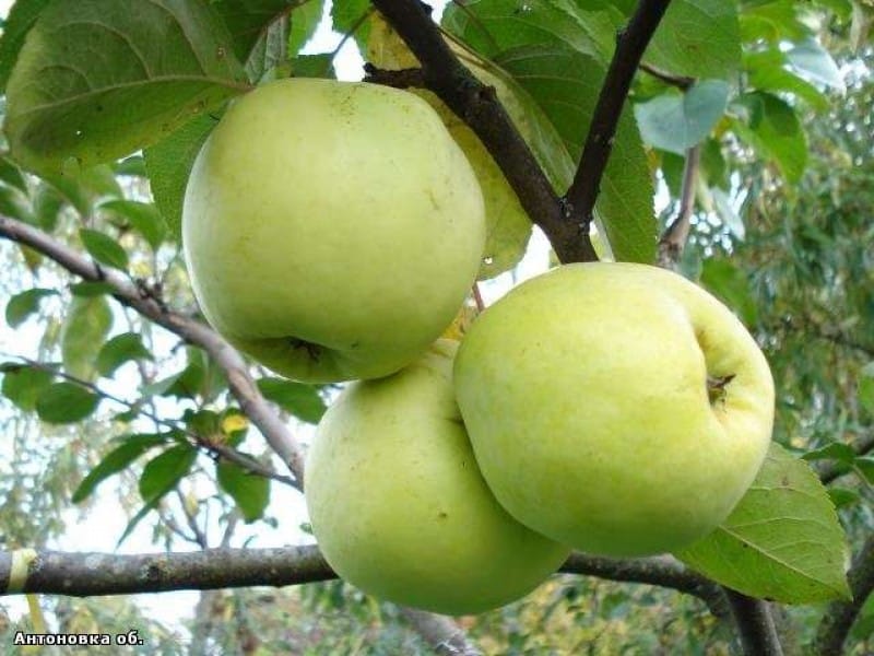 obuolių antonovka