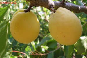Beskrivning av aprikosvariet Limonka och egenskaperna för utbyte, nyanser av odling