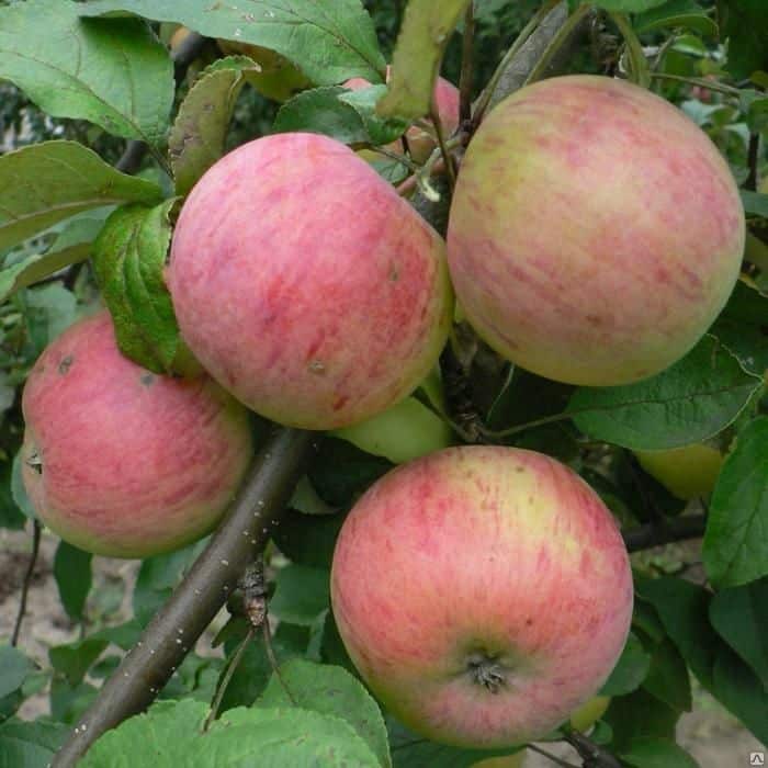 зреле јабуке