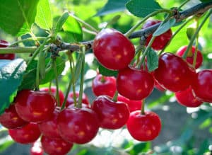 Beskrivning och egenskaper hos körsbärssorter Generösa, fördelar och funktioner i odlingen