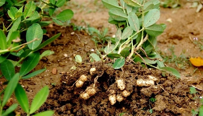 trồng đậu phộng