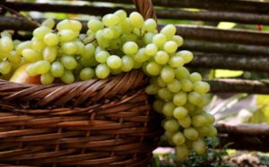 Vynuogių veislės aprašymas ir savybės Dovana Zaporožė, privalumai, trūkumai ir auginimas