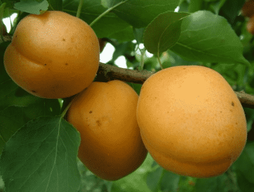 aprikos citron