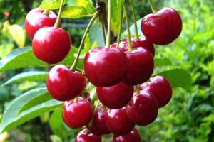 Beskrivning och egenskaper för körsbärssorter Möte, avelshistoria och odlingsfunktioner