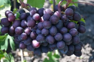 Beskrivning och egenskaper hos druvsorten Gift Unlit, plantering och skötsel av vinrankan