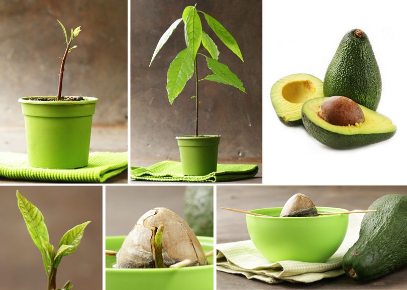 wachsende Avocado