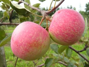 Опис и карактеристике плодова сорте Јабука Слетање, карактеристике гајења и неге