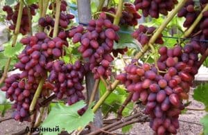 Arochny vynuogių aprašymas ir savybės, veislės istorija ir auginimo taisyklės