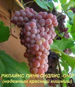 Beskrivning och egenskaper för druvsorten Rylines Pink Sidlis, historia och odlingsregler