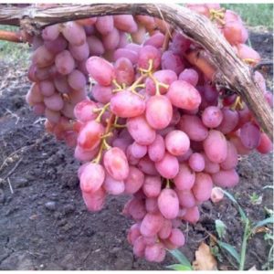 Beskrivning och egenskaper hos Vodogray-druvsorten, för- och nackdelar, odling