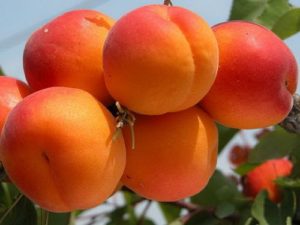 Beskrivning och egenskaper för favorit aprikosvariet, historia och funktioner för odling