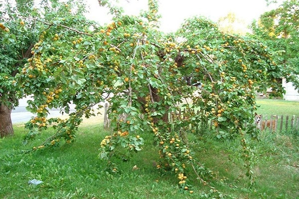 apricot for the Moscow region