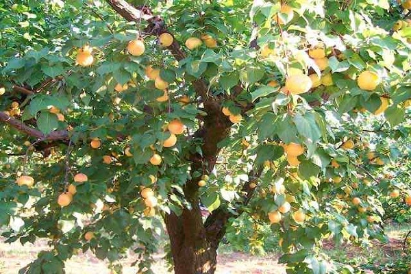 albero con frutti
