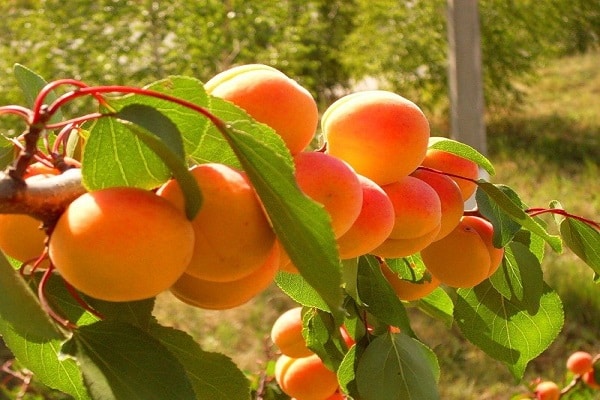 aprikos variation