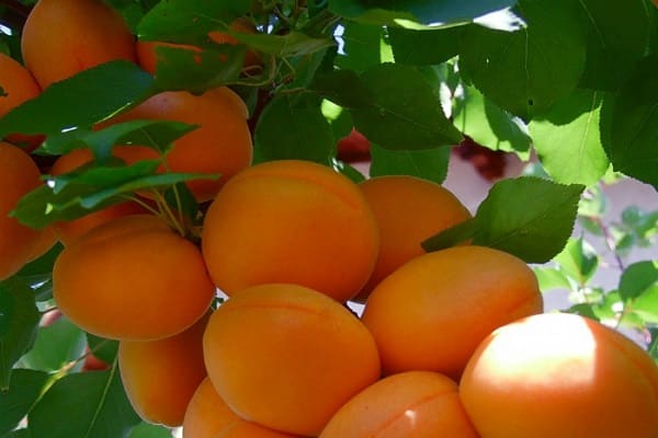 orange frukt
