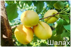 Beskrivning och egenskaper för aprikosvariet Shalakh ananas och Tsurupinsky, avkastning och odling