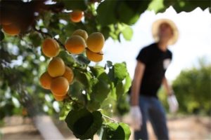 Växa, plantera och ta hand om aprikoser i Moskva-regionen i det öppna fältet och beskärning
