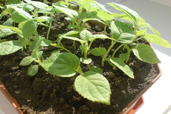 Descrizione delle varietà di actinidia kolomikta, regole di semina, cura, potatura e riproduzione