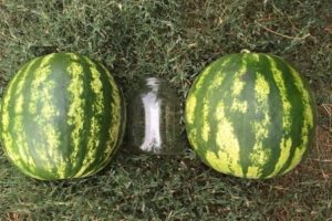 Beskrivning och teknologi för växande vattenmelon Top Gun, egenskaperna för F1-arten och utbyte