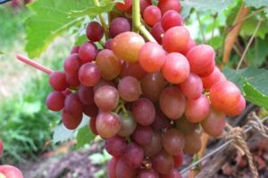 Beskrivning och egenskaper, fördelar och nackdelar med glänsande druvor, odling