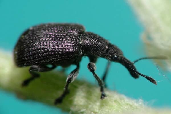 escarabajo negro