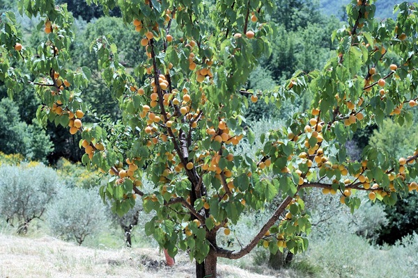 medis neša vaisius