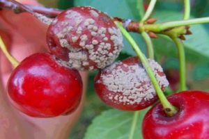Hvordan man behandler kirsebær fra sygdomme og skadedyr, hvad man skal gøre til behandling