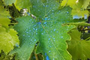 Bearbetningstid och regler för avel av Bordeaux-blandning för druvor, väntetider för resultatet