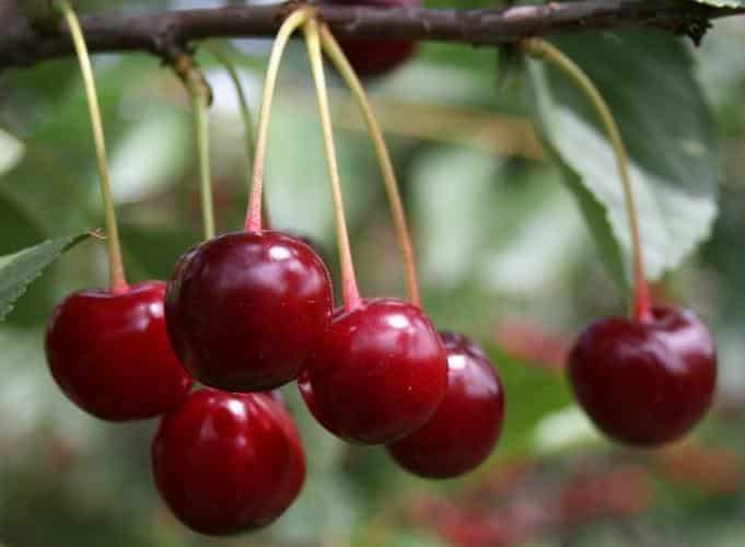 cherry sania